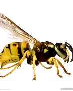 开云APP-黄蜂队大胜凯尔特人队，传奇老将帕克表现抢眼